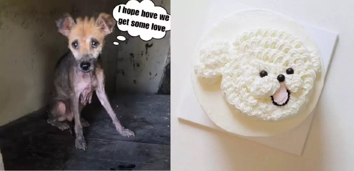 Jade, the dog who was on the brink of starvation, has now found his own home and hopes that everyone will find happiness