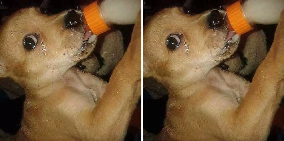 The journey of a starving dog reaching his first bit of food was deeply moving