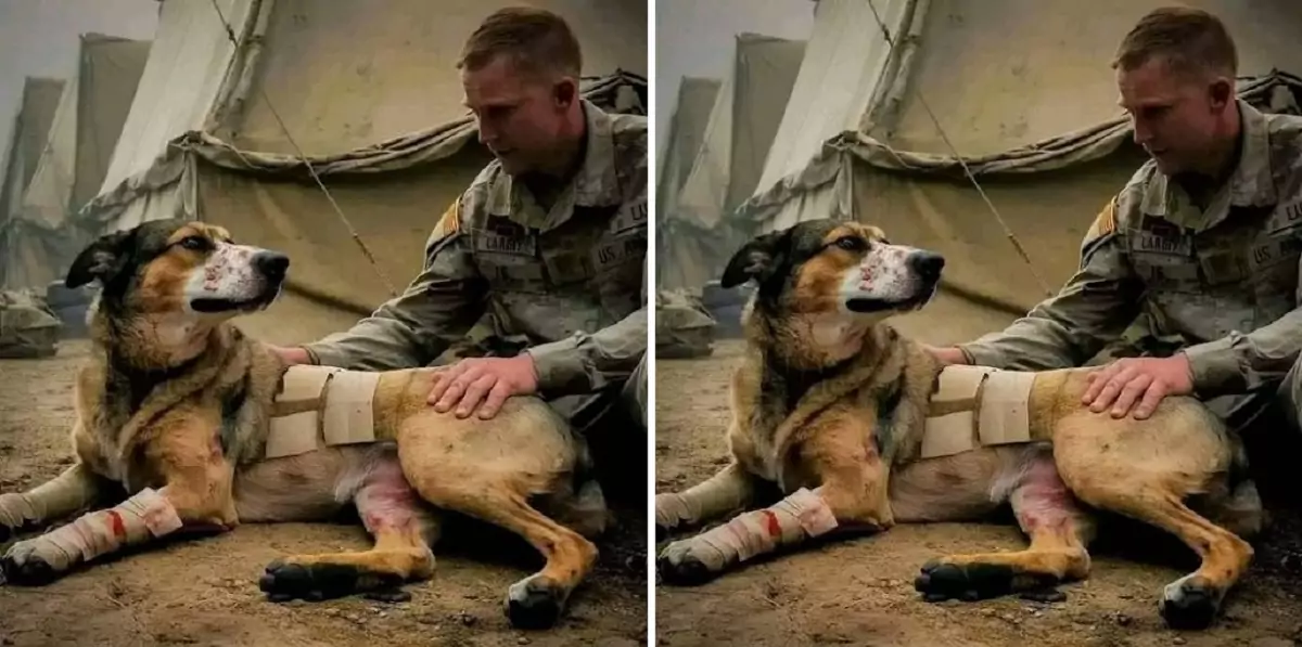 This dog has served in the military for 10 years; please send your best wishes to him!