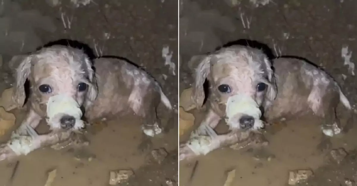 The dog, with its legs tied, abandoned in a drainage ditch, is desperately pleading for help