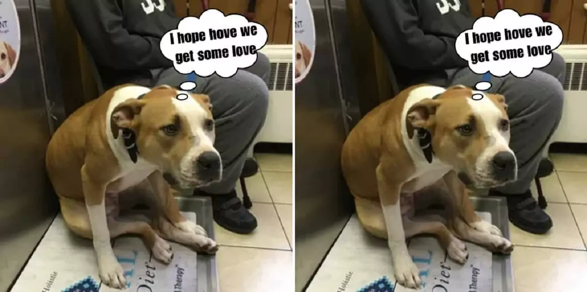 The dog in the shelter has been waiting for nearly 10 years, hoping to find a forever family