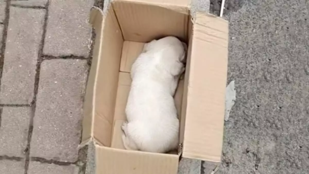 The puppy was left in a box and abandoned on the street by its owner