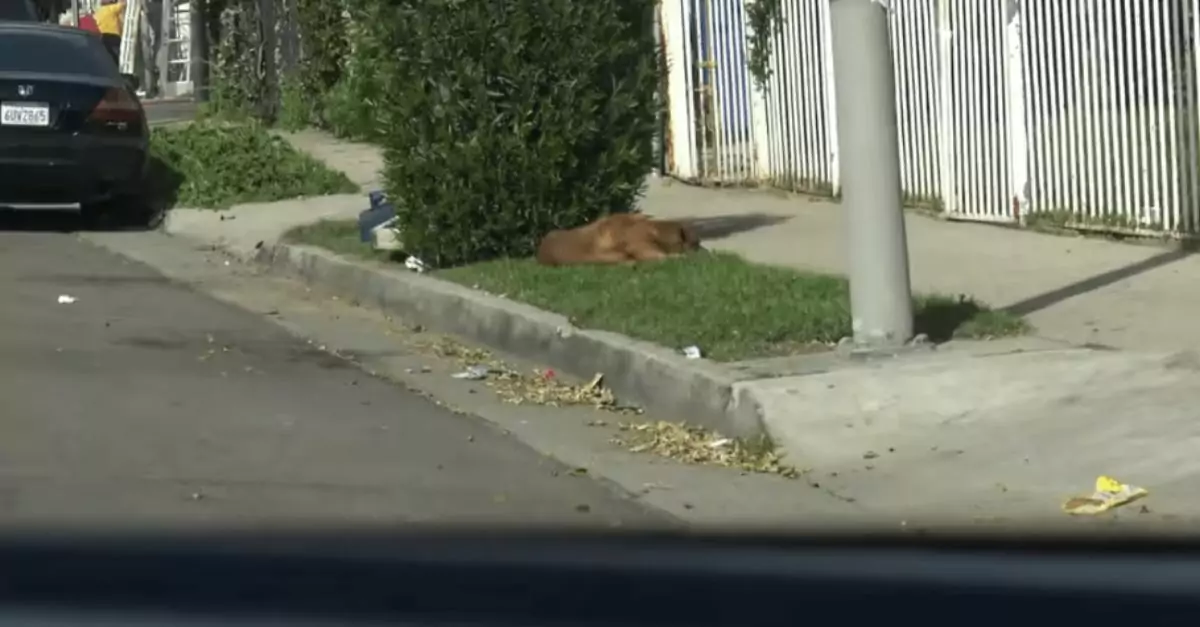 A family abandoned their elderly dog, leaving him to survive alone on the streets