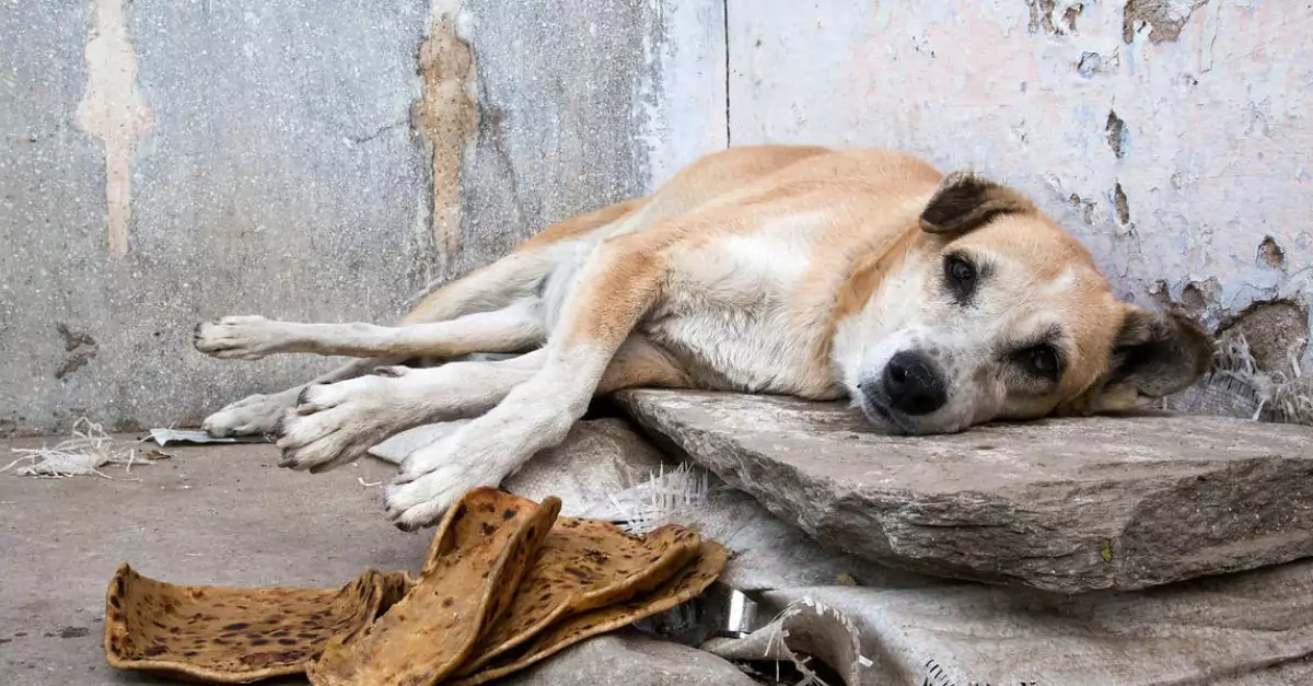 Abandoned by his owner, this dog is exhausted from having to find food for himself