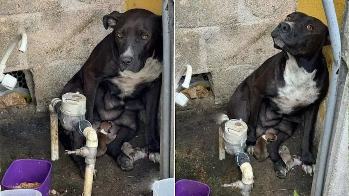 This courageous and determined mother dog was abandoned just moments before she was about to give birth to her puppies