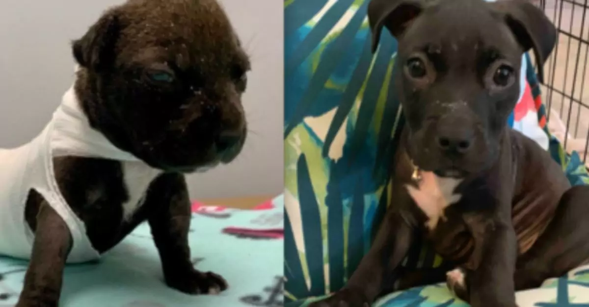 Abused Puppy Found in Walmart Bag Makes Remarkable Recovery