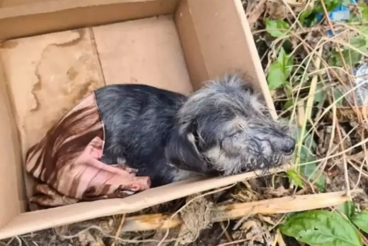 Discovering a small puppy abandoned in a box by those it trusted most is an incredibly heart-wrenching sight for anyone with a compassionate heart