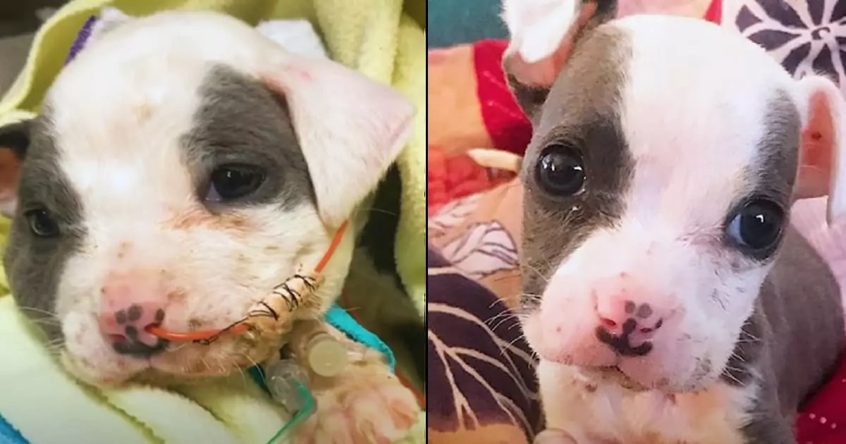 Charming Puppy Saved from a Construction Site Blossoms into a Stunning Adult!