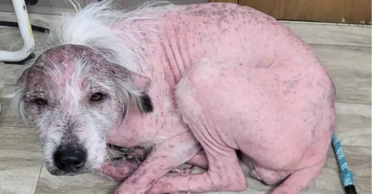 Bald Pink Pup Becomes the Happiest Fluffy Dog!