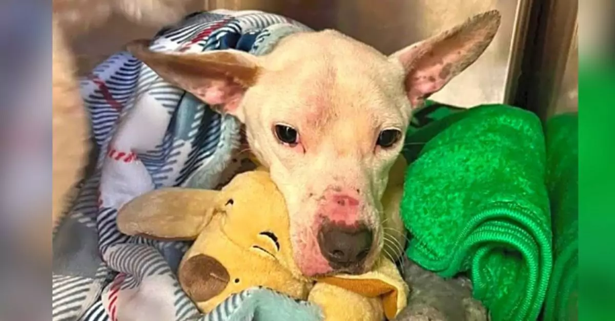 Blind Pup in Cage Without Food Finds Hope and Better Days