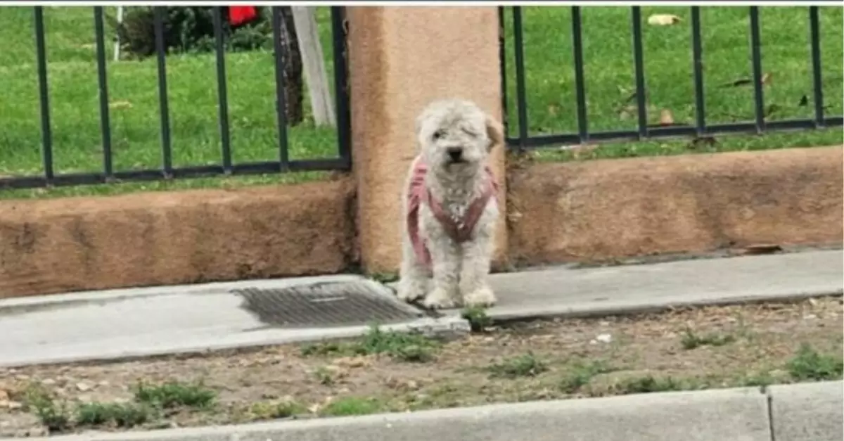 Cinderella update Pup in a dirty pink dress waited for a family that never came back