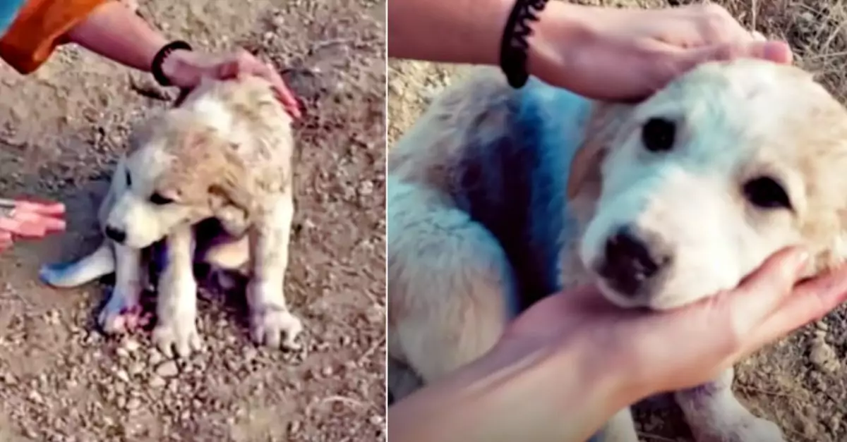 Couple Discovers Puppy on Mountain, Covered in Blue Spray Paint