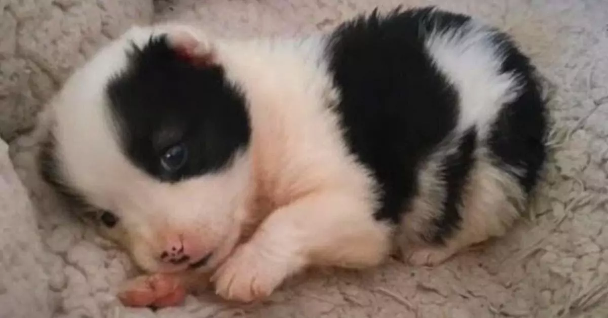 A Tiny Puppy Roamed the Construction Site, Whimpering from Hunger and Despair!