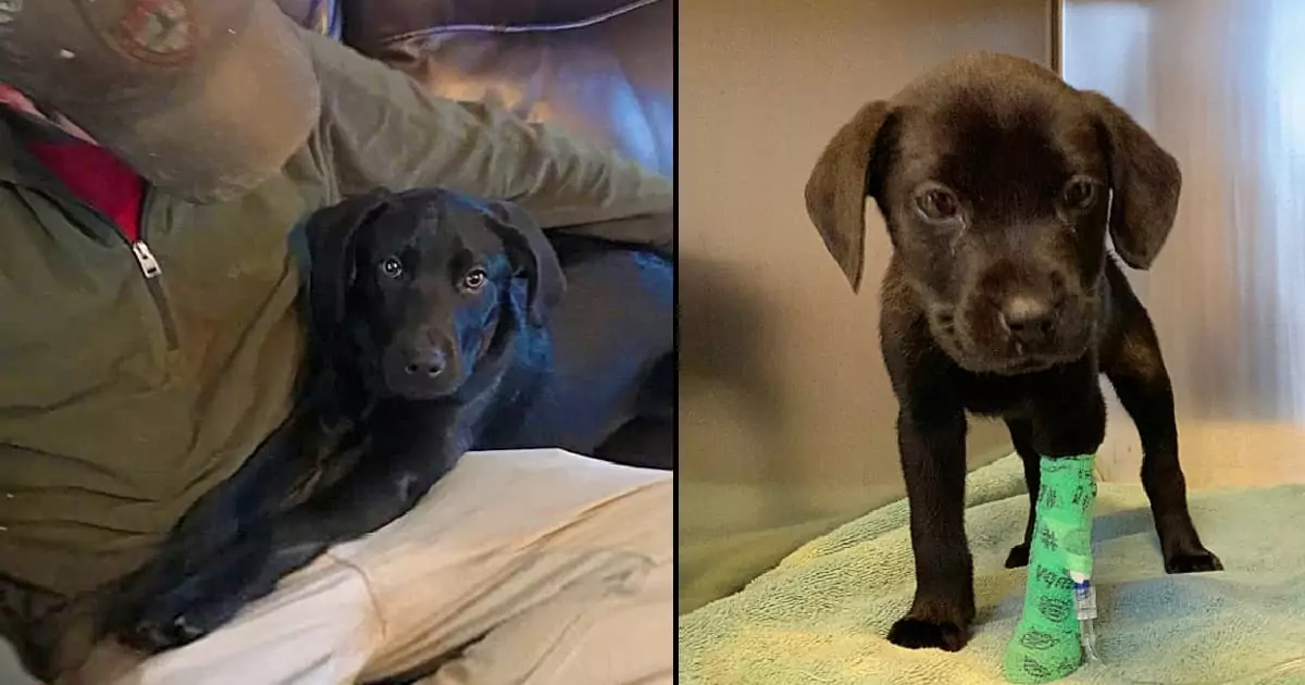 Deaf man adopts a rescue puppy and teaches him sign language!