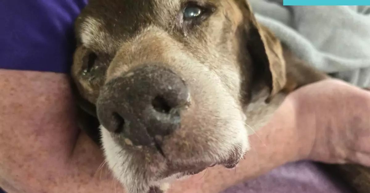 Devastating news about a senior dog abandoned on a Detroit curb for days