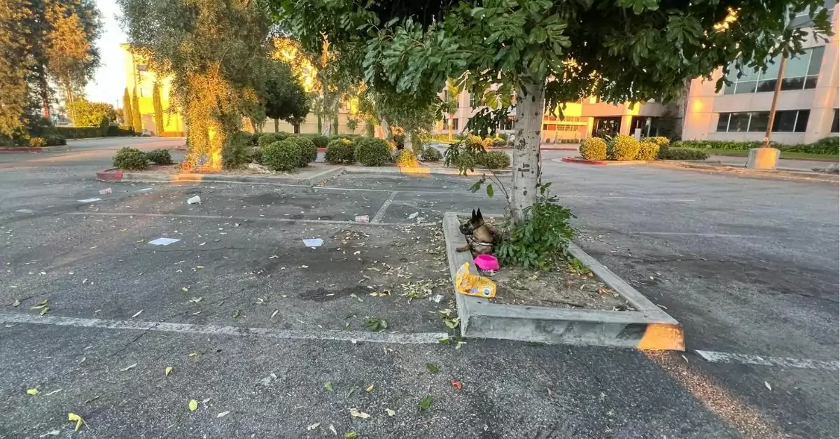 Dog Left Behind With Her Stuff, Clueless About Her Family's Whereabouts