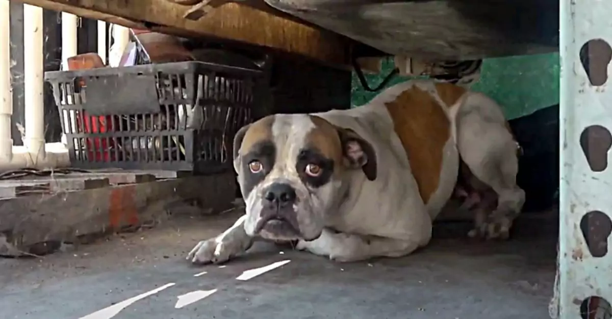 Dog “Panics” and Hides for 8 Months After Family Moves and Leaves Her Behind