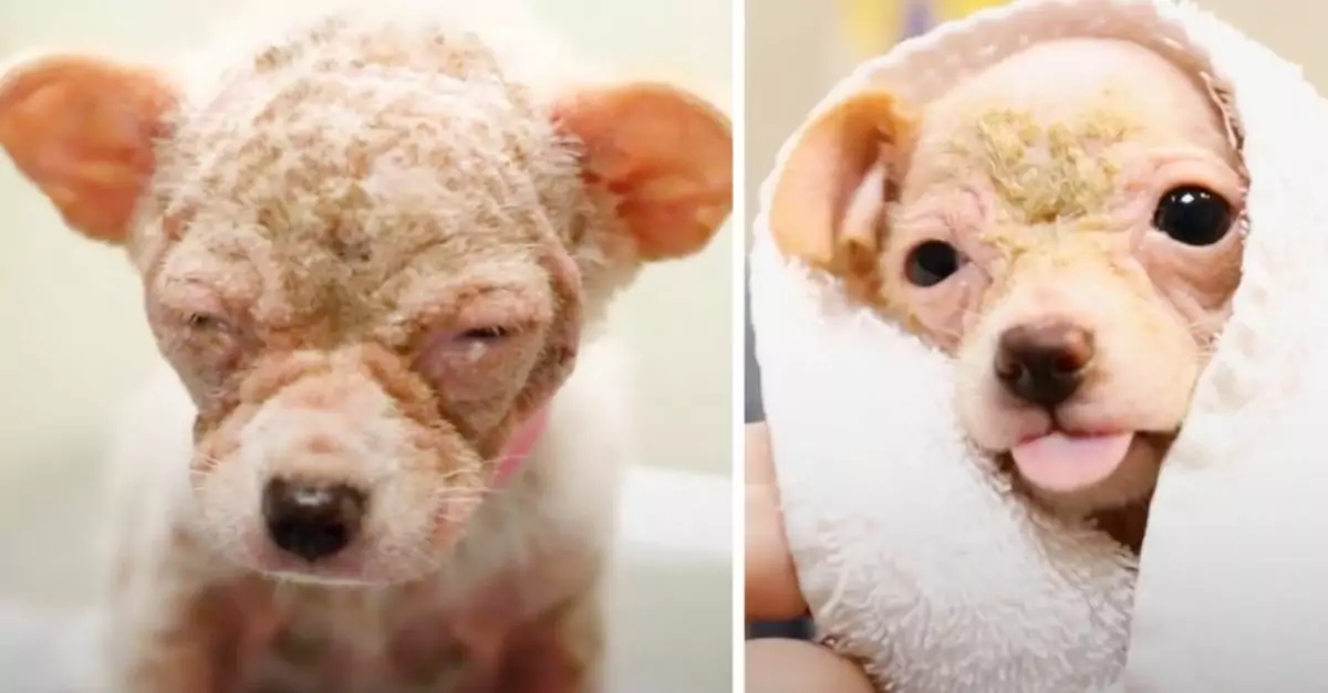 Dog Resembling 'Alien' Declared Too Tiny and Sick for Shelter Stay