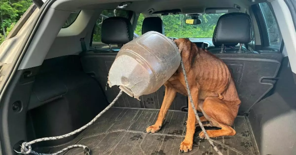 Dog nicknamed ‘Buckethead’ rescued after spending over a week with plastic container on head