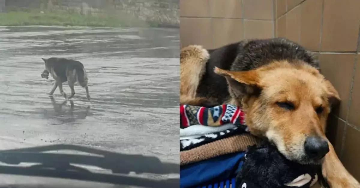 A Dog Found Roaming the Streets of Detroit with a Stuffed Toy Has Been Rescued!