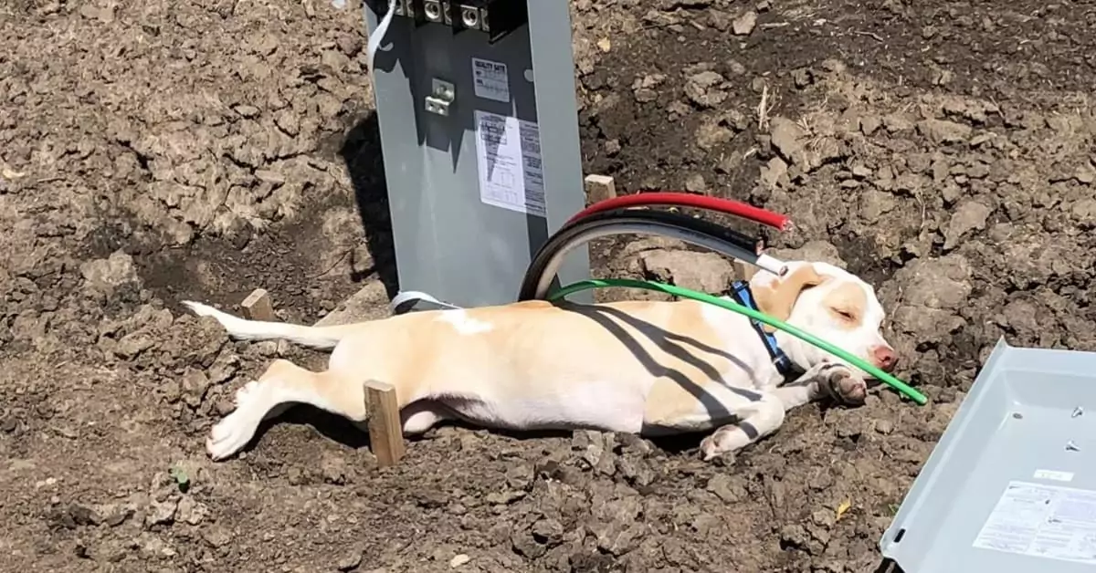 A Helpless Puppy Abandoned on a Busy Kansas Highway Was Rescued Just in Time!