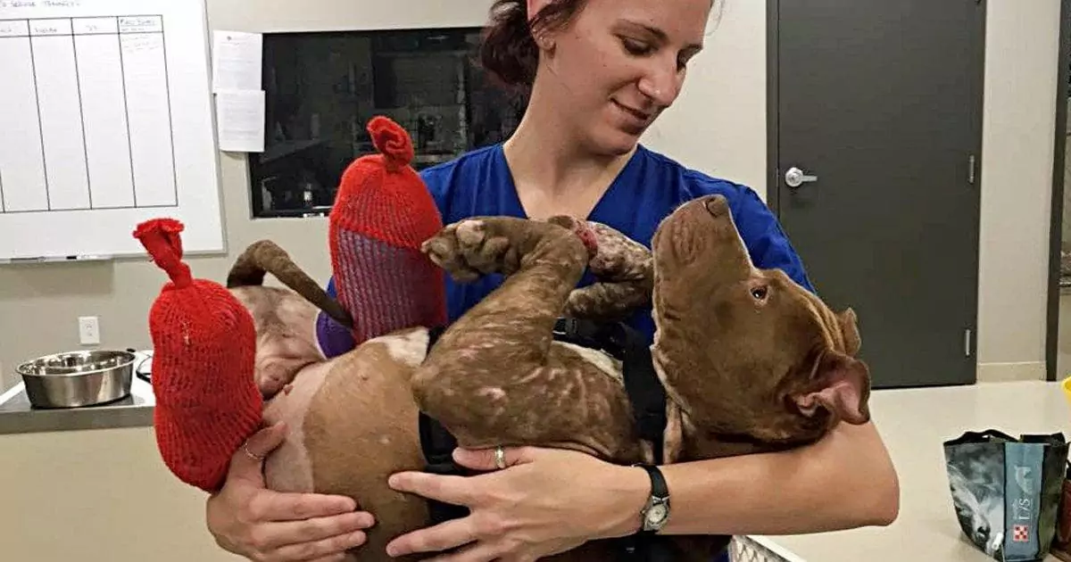 In.jured Puppy Enjoys His First Warm Bath After Being Saved from Dog-Fighting!