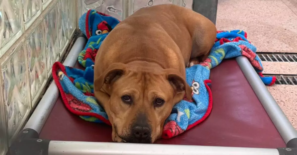 Lily has been at a Pennsylvania shelter for 1,174 days, yet she still hopes for adoption