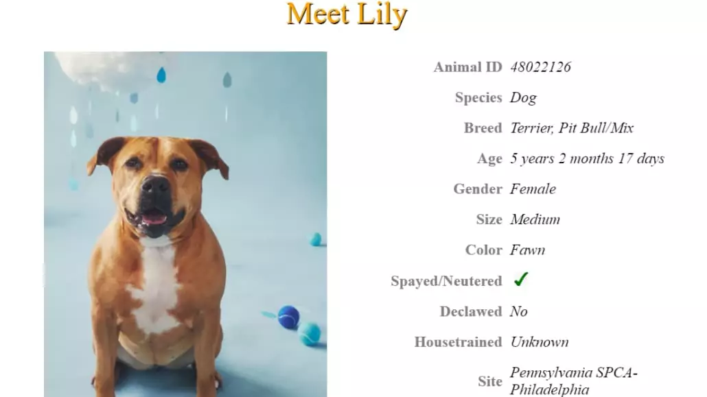 Lily’s Time to Shine: Leaving the Shelter Life Behind