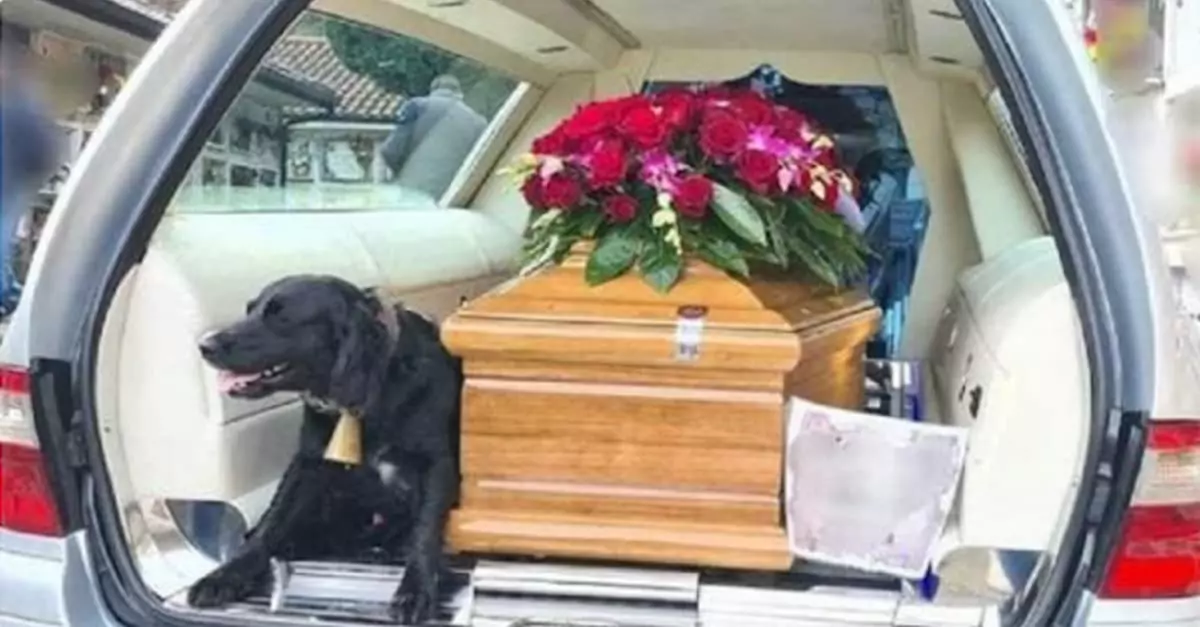 Devoted Dog Stays by His Late Dad’s Coffin Until They Reach the Cemetery.