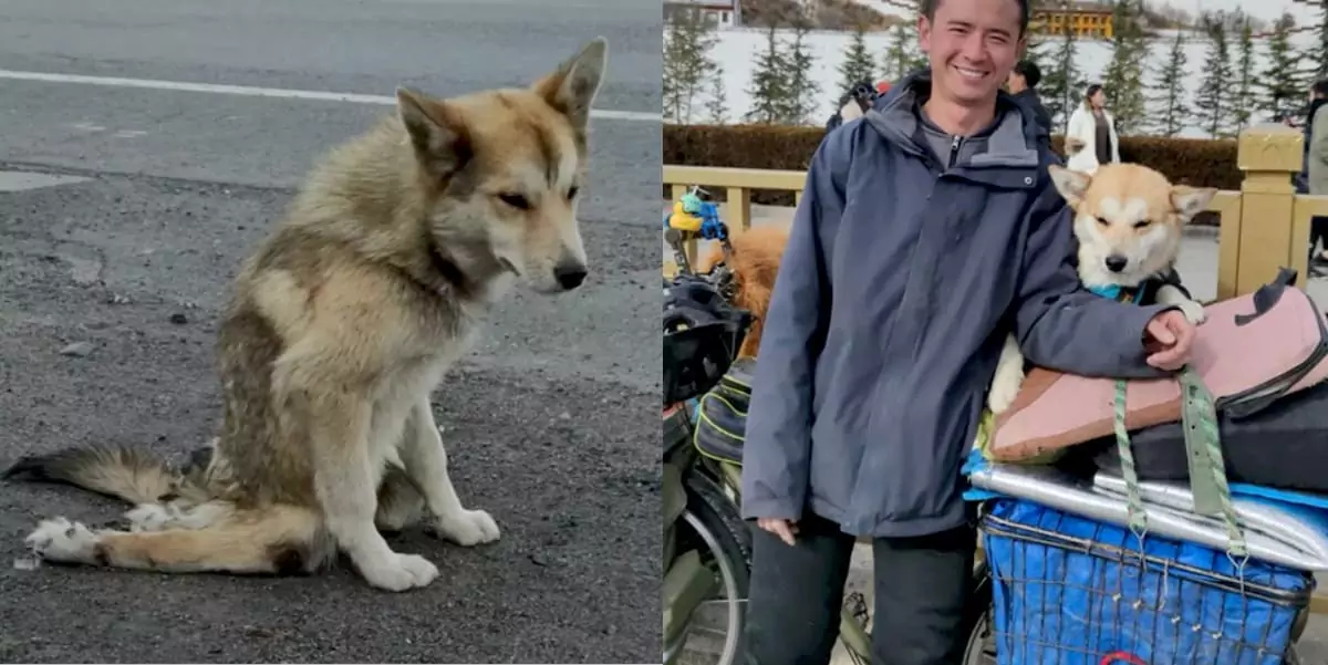 Man Saves a Paralyzed Dog and Embarks on a Journey Across China Together!