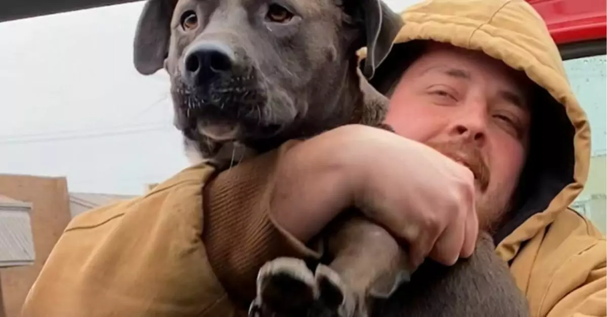 Man Sees Stray Pit Bull in Parking Lot and Quickly Moves to Rescue