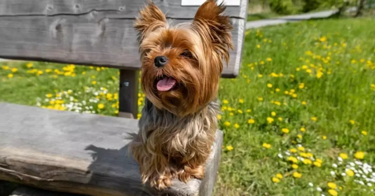 One-Eyed Senior Dog Rescued From Euthanasia Finds New Life as a ‘Puppy’ Again