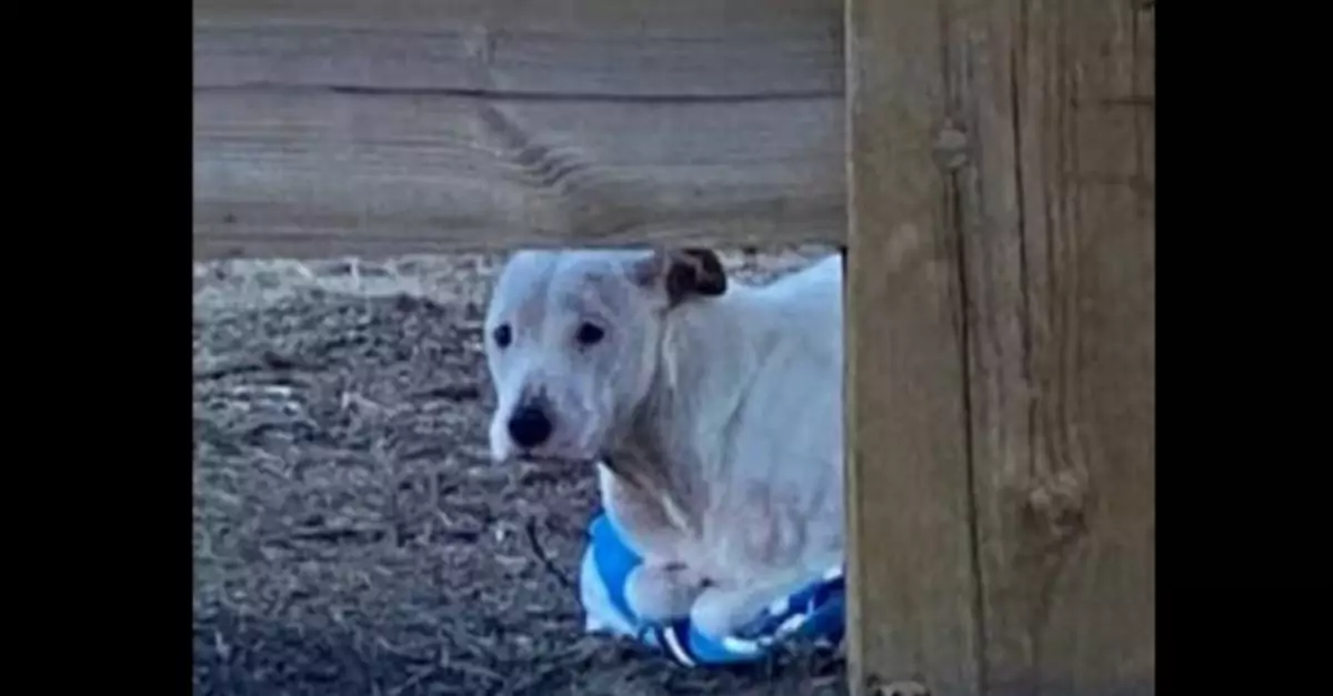 Pit Bull Abandoned With Frostbite Holds Tight to a Towel for Warmth