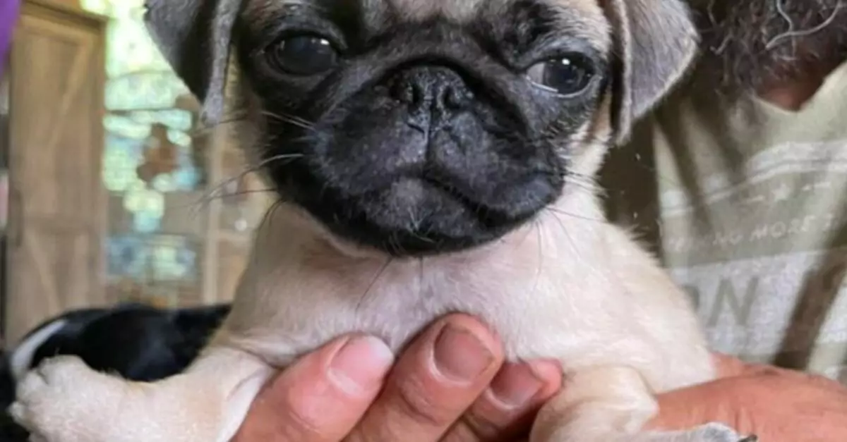 Pug Puppy With Upside Down Paws Needs Surgery to Walk