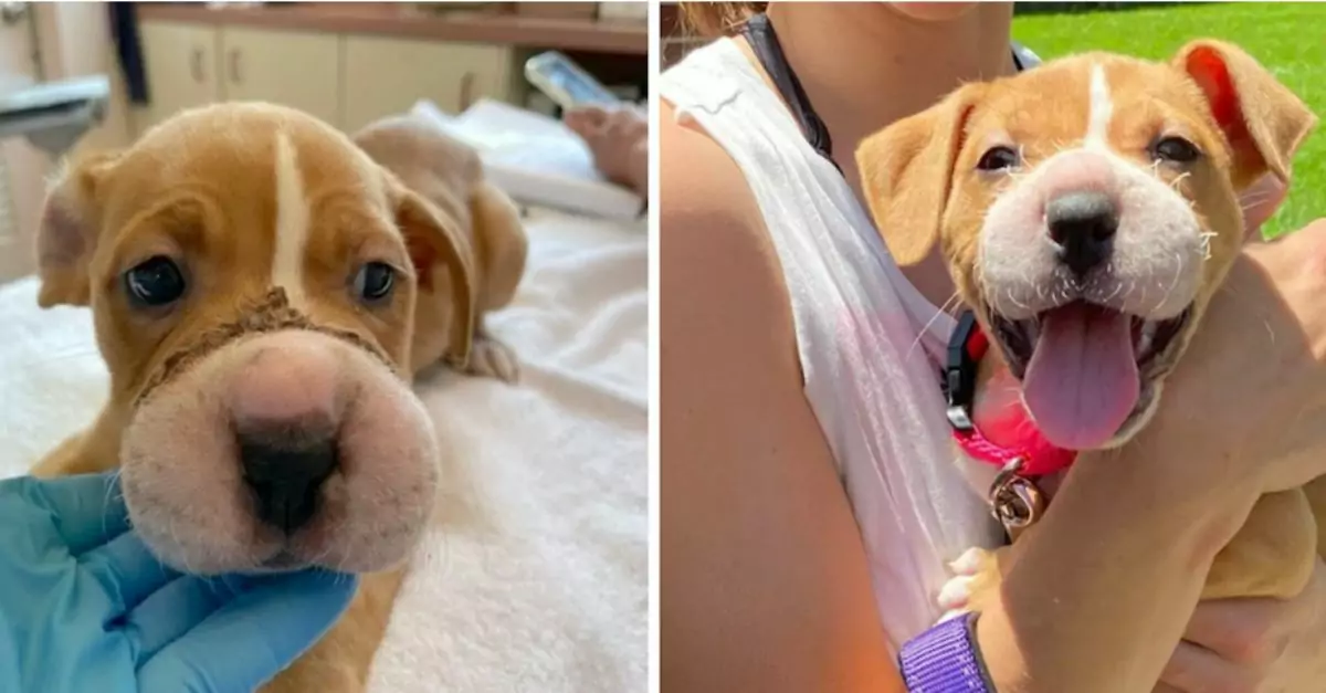 Puppy Heals From Severe Cuts After Muzzle Was Tightly Hair-Tied By Someone