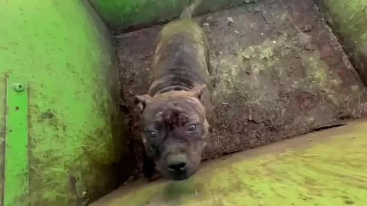 Rescuers lift the lid of a dumpster and are met with the most adorable eyes staring up at them