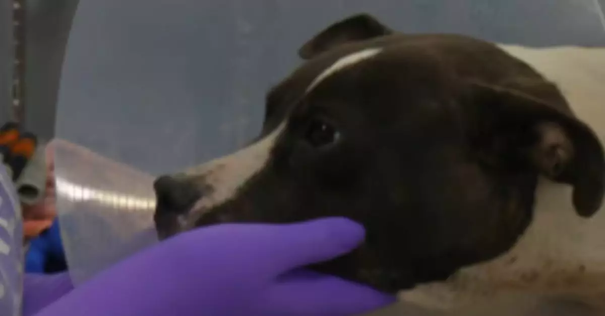 Severely injured dog with ‘a broken spirit’ rescued from roadside in Flint