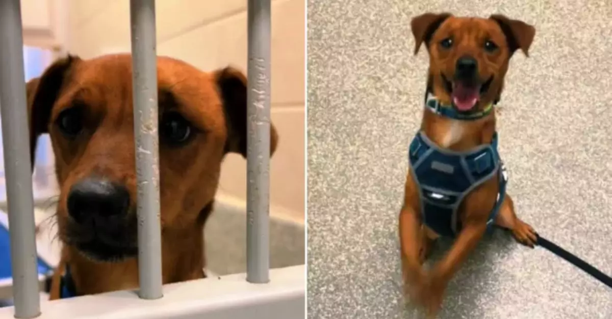 Shelter dog performs a cute dance for visitors, hoping to find a forever home!