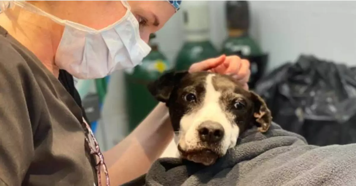 Smiley the Rescue Dog Survives Both a Gunshot and Being Hit by a Car