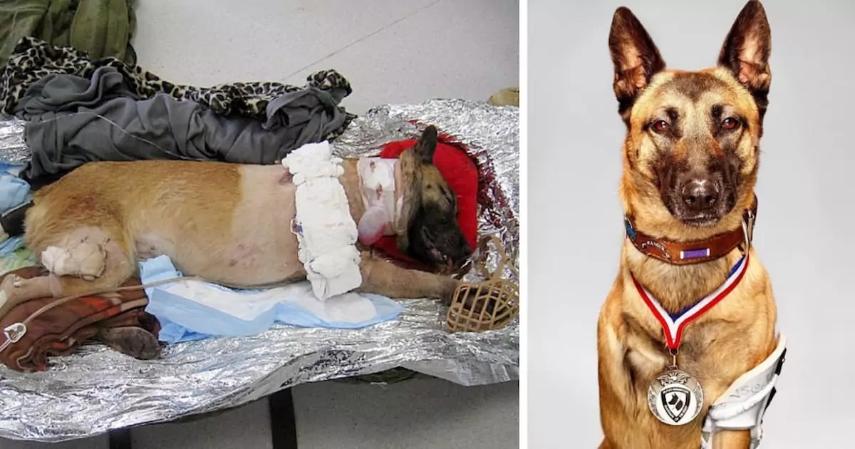 Wounded Military Dog Who Saved Soldier’s Life Gets Adopted by Him!