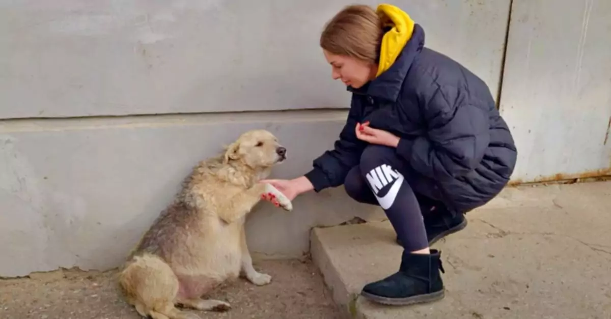 Stray dog places paw in woman’s hand, begging desperately for medical help