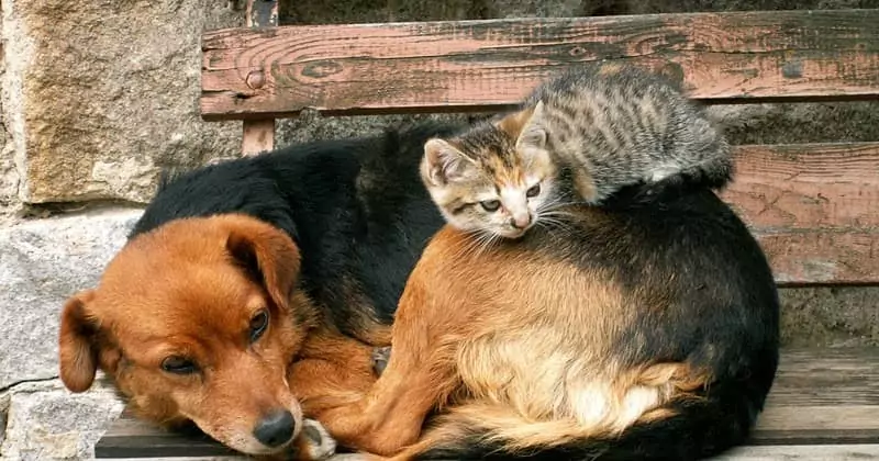 Stray dog ​​and his cat friend live on the streets and hope to be adopted soon