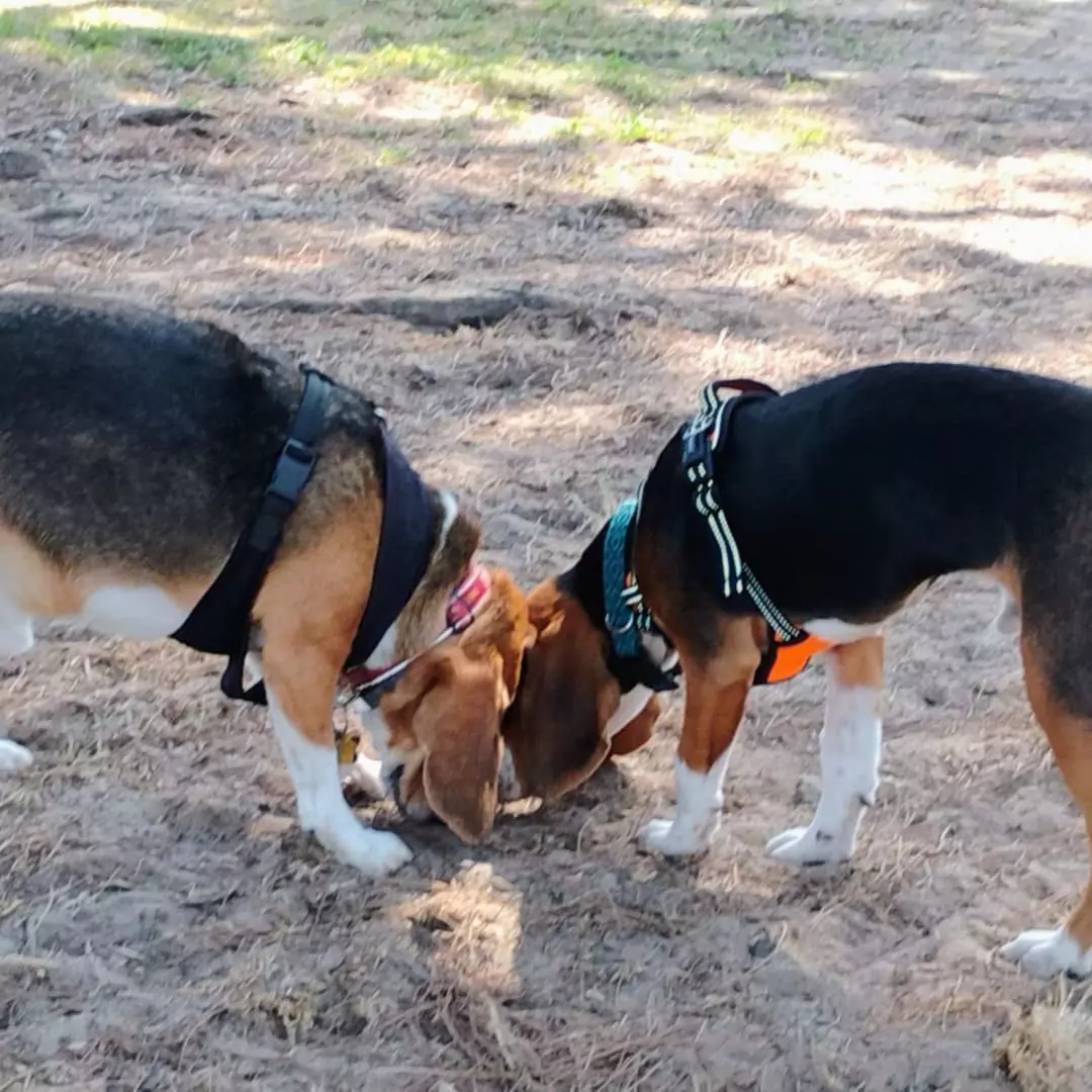 Two Dogs Clinging to Their Owner