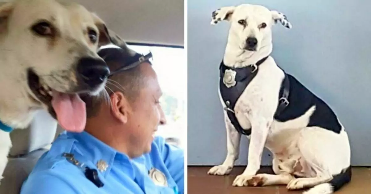 Terrified dog with severe scars enters police station, finds a home with officers