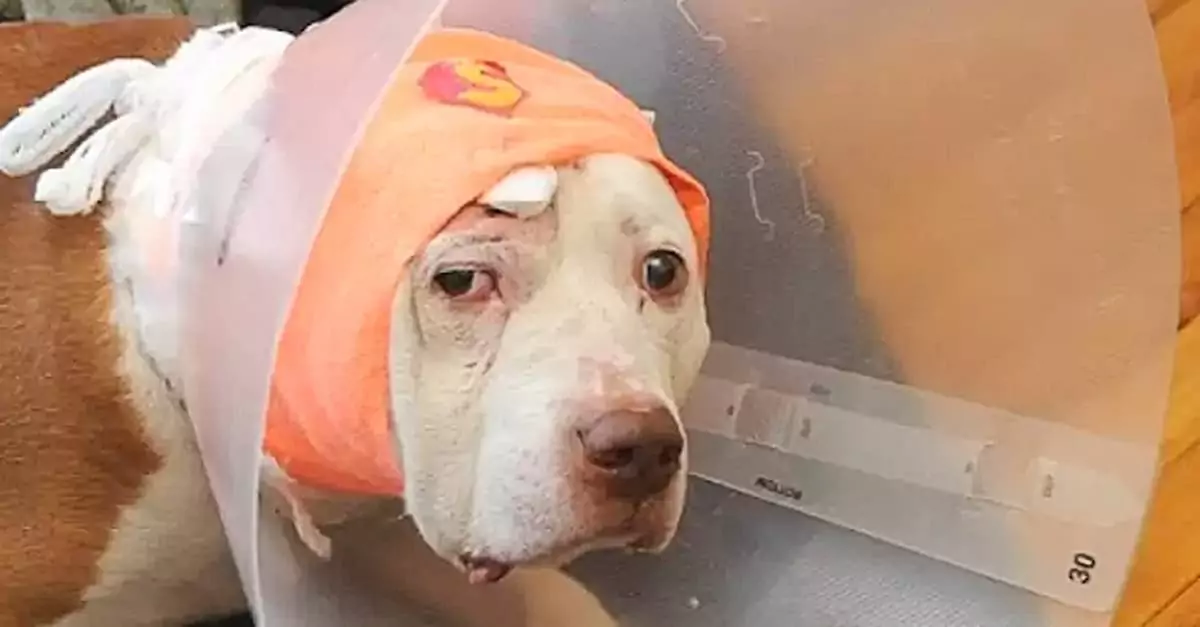 The Deaf Dog Who Took a Bullet to Save His Owner and Became Homeless Now Has a Second Chance!