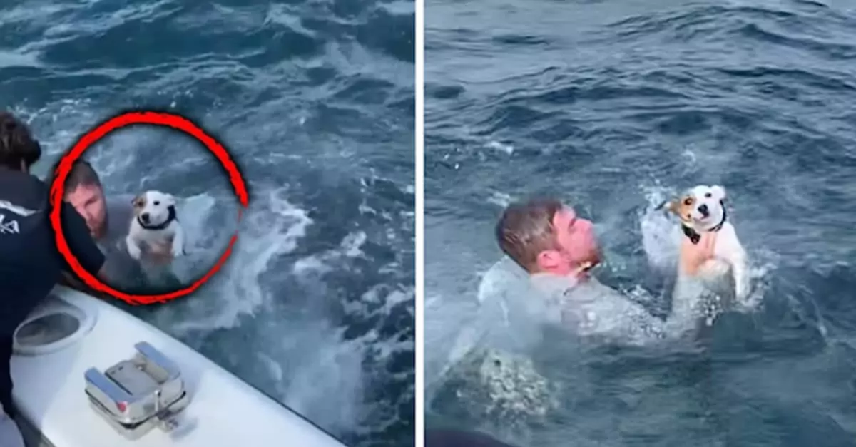 This Dog was saved after being found all alone in the middle of the ocean!