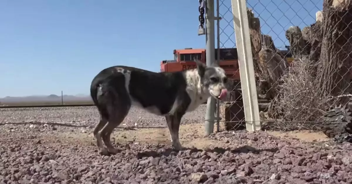 Two desert dogs left to fend for themselves were distrustful of everyone