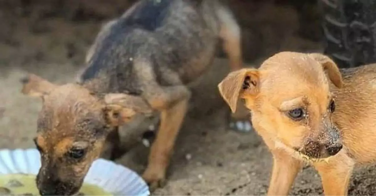 Two homeless dogs living in misery need to be adopted or put in a shelter