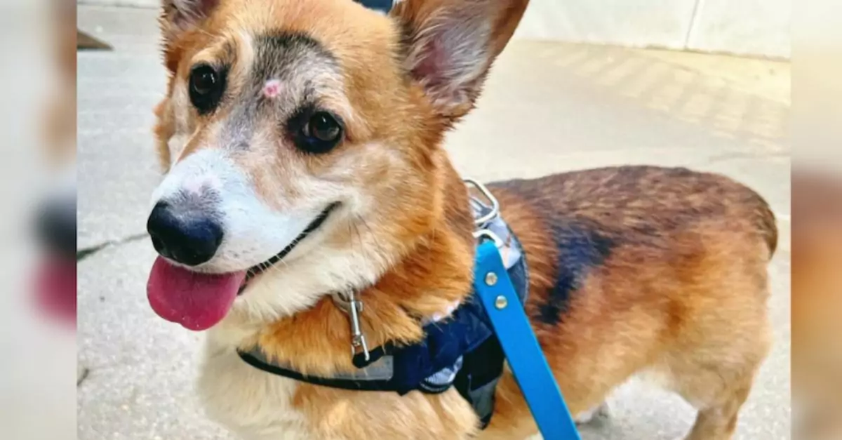 Wounded Corgi Crawls to Safety After Being Shot in the Fac