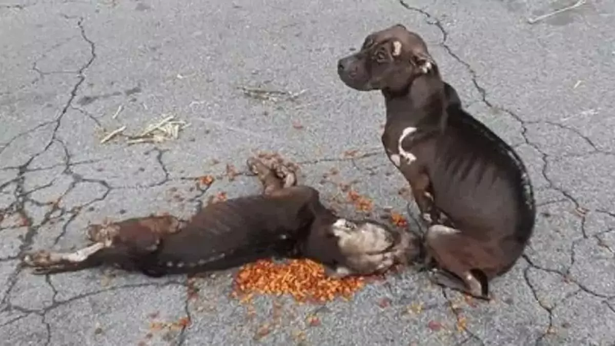 Despite facing numerous challenges, the downtrodden Pit Bulls demonstrate remarkable loyalty as they tenderly care for their injured companion.